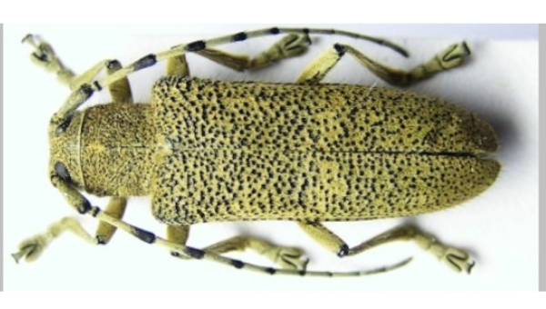 2026. aasta metsaputukas on suur-haavasikk